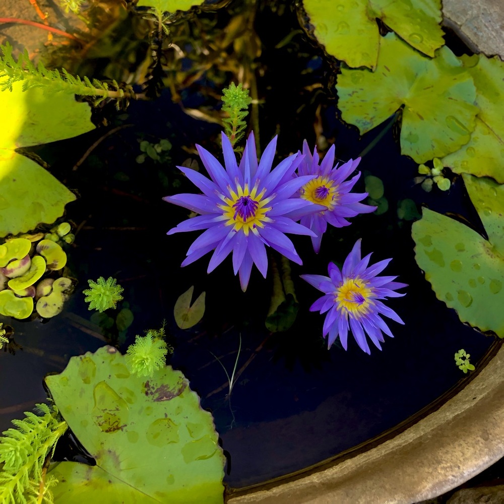 Meet your Posher, Posh